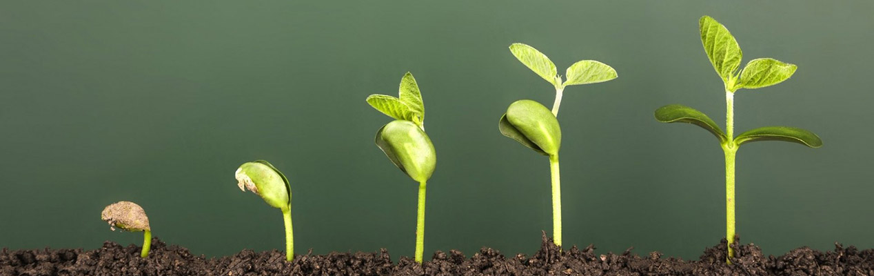 growth.jpg