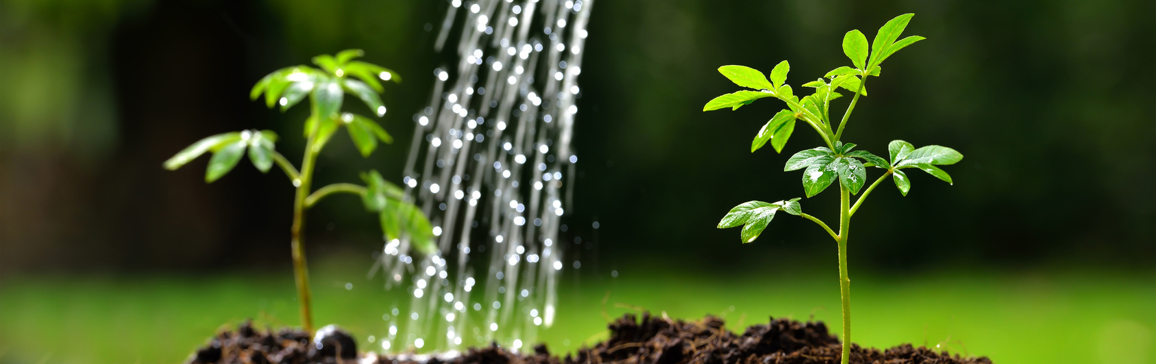 Watering-Your-New-Plants-Handout-Water-Sprinkler-Troubleshooting-Springfield-MO.jpg